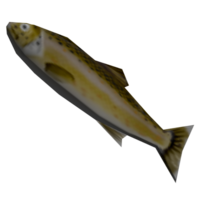 FishTrout Model.png