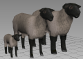 Modelo de oveja.